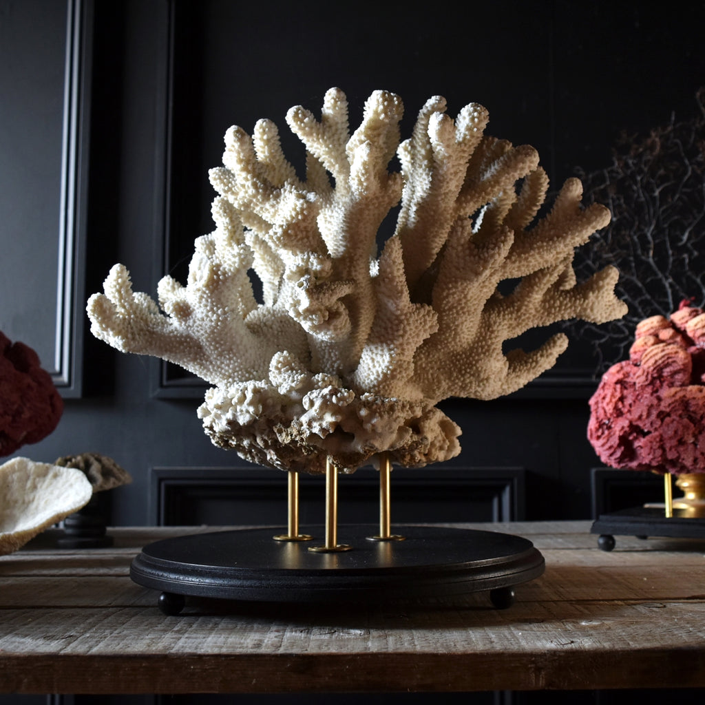 White Reef Coral Sculpture