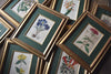 Set of Eight Framed Georgian Hand Coloured Botanical Engravings -  W.S Curtis, London 1800-1830