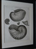 A Set Of Nine Fine Conchology Shell Engravings, Thomas Milton - Dated 1803