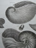 A Set Of Nine Fine Conchology Shell Engravings, Thomas Milton - Dated 1803