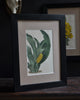 A Set Of Four 18th Century Framed Botanical Engravings - William Curtis, London