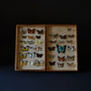 Vintage Cased Butterfly And Moth Specimens